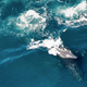 Illustration for article titled Why Are Killer Whales Suddenly Hunting Humpbacks?